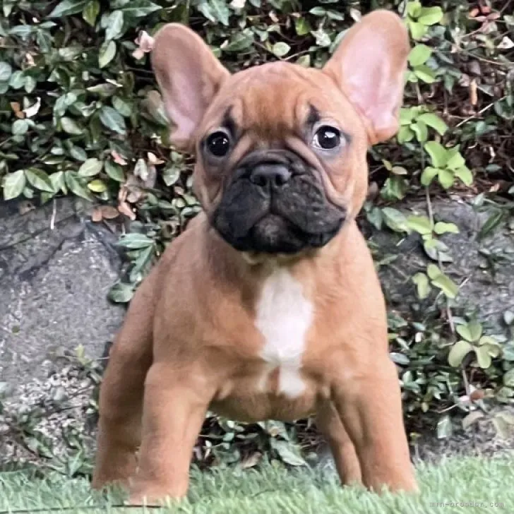 ID:2307-06057の子犬