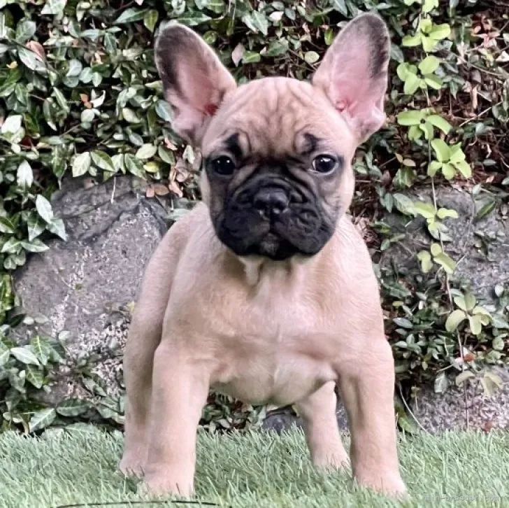 ID：2307-05865の子犬