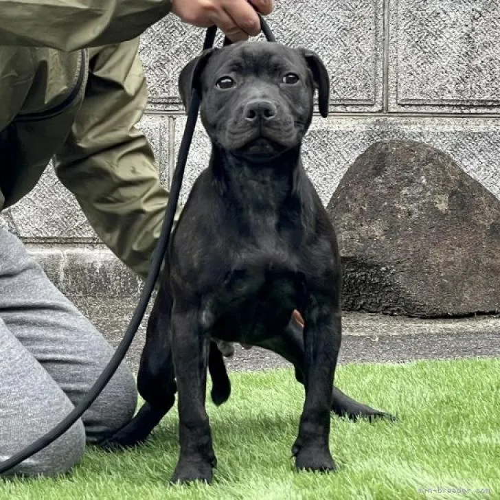 ID：2209-00489の子犬