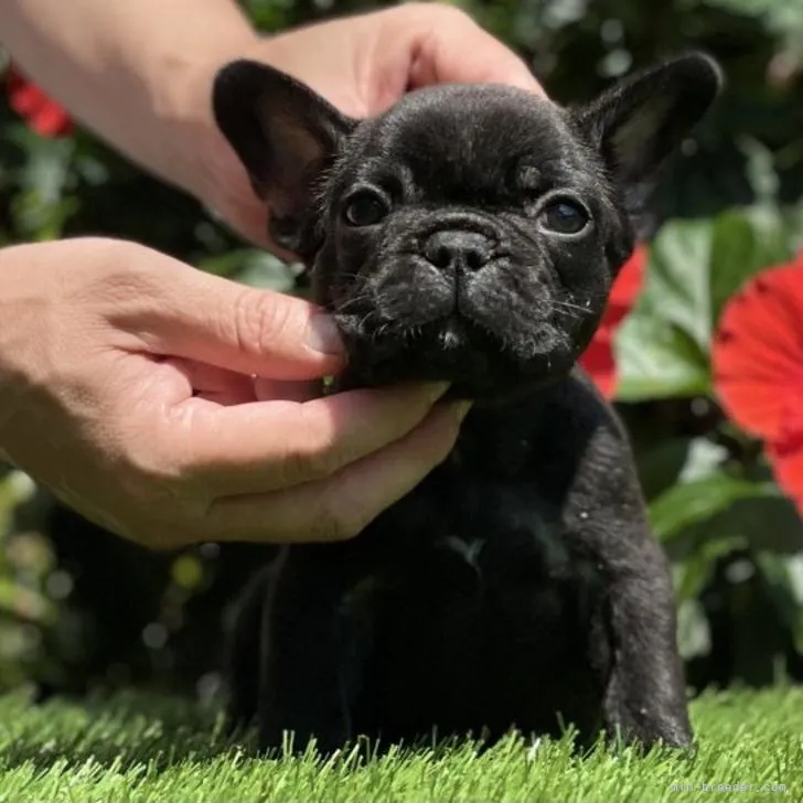 ID:2207-03907の子犬