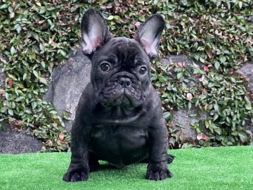 フレンチブルドッグ【大阪府・男の子・2021年7月20日・ブリンドル】の写真「トトロ君❣️」