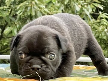 フレンチブルドッグ【大阪府・男の子・2021年7月20日・ブリンドル】の写真「まん丸君次男❤️」