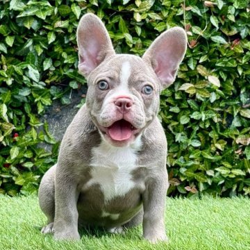 フレンチブルドッグ【大阪府・女の子・2024年3月31日・イザベラ】の写真「遊ぶのが大好きでとっても甘えたな女の子💕　」