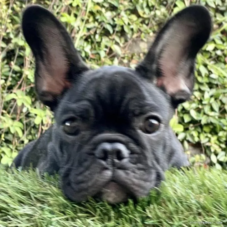 ID：2207-01675の子犬