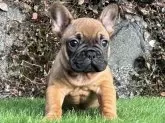 フレンチブルドッグ【大阪府・男の子・2023年12月20日・レッドフォーン】の写真2