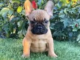 フレンチブルドッグ【大阪府・男の子・2023年6月29日・レッド🍊フォーン】の写真4