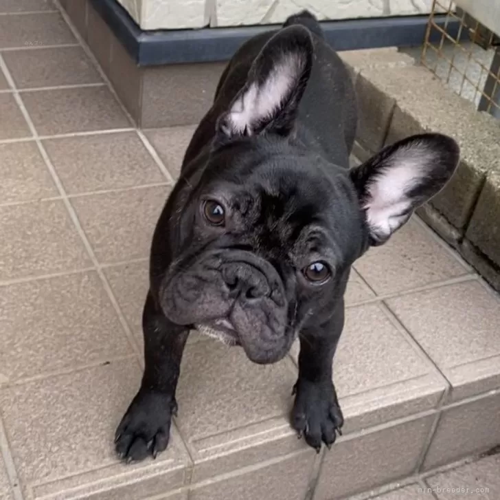 ID:2407-00666の子犬