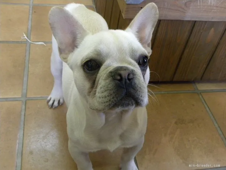 ID:1908-02104の子犬