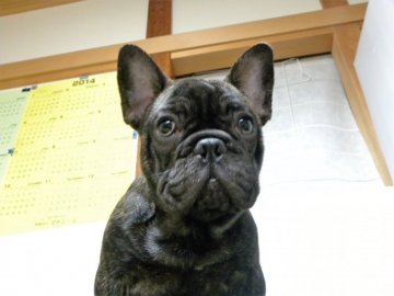 フレンチブルドッグ【新潟県・男の子・2016年7月8日・ブリンドル】の写真「父JKCチャンピオンの子犬です。」