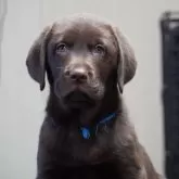 ラブラドールレトリバー【岐阜県・男の子・2024年10月10日・チョコ】の写真2「とても可愛いですよ！」