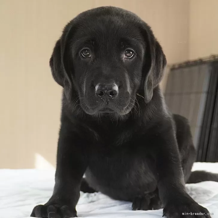 M.O 様のお迎えした子犬