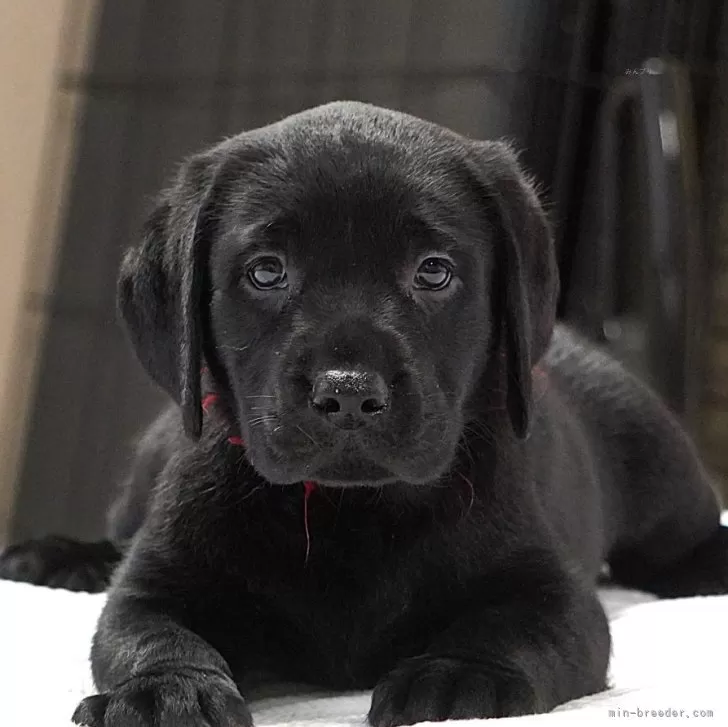 ID:2508-05397の子犬