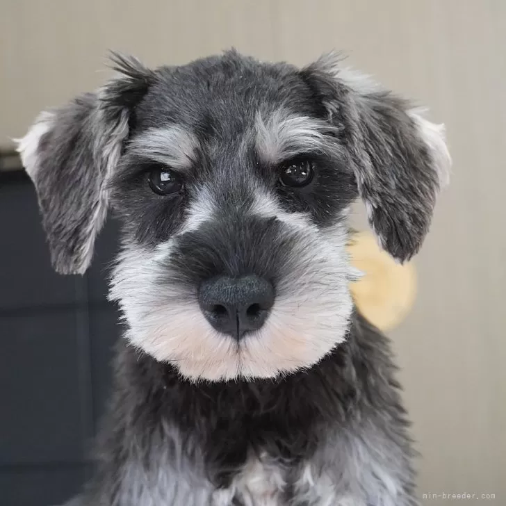 sawa-shun 様のお迎えした子犬