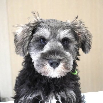 ミニチュアシュナウザー【岐阜県・男の子・2025年8月16日・ソルト&ペッパー】の写真「とても可愛い5兄妹」