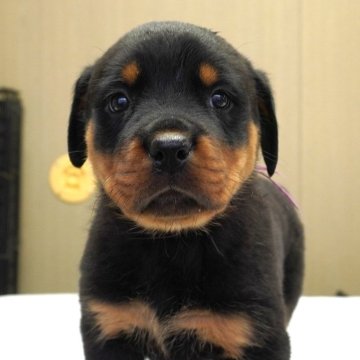 ロットワイラー【岐阜県・女の子・2025年10月30日・ブラック&タン】の写真「母乳をシッカリ飲み、体型コロコロ！」