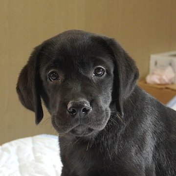 ラブラドールレトリバー【岐阜県・女の子・2025年7月7日・ブラック】の写真「奇跡！令和7年7月7日生まれ7兄妹！」