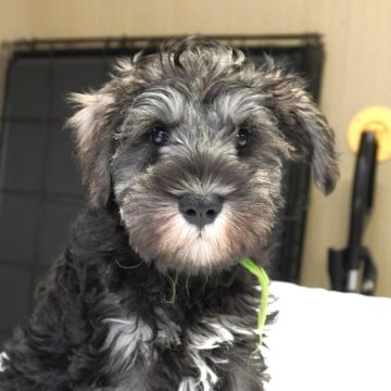 ミニチュアシュナウザー【岐阜県・男の子・2025年8月16日・ソルト&ペッパー】の写真「とても可愛い5兄妹」