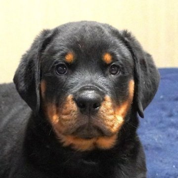 ロットワイラー【岐阜県・男の子・2025年10月30日・ブラック&タン】の写真「母乳をシッカリ飲み、体型コロコロ！」