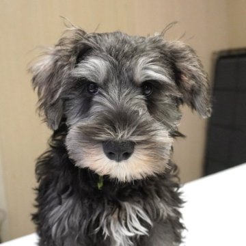 ミニチュアシュナウザー【岐阜県・男の子・2025年8月16日・ソルト&ペッパー】の写真「とても可愛い5兄妹」