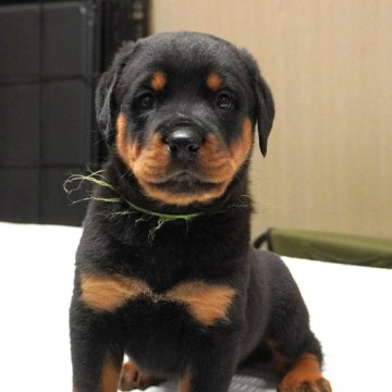 ロットワイラー【岐阜県・男の子・2025年10月30日・ブラック&タン】の写真「母乳をシッカリ飲み、体型コロコロ！」