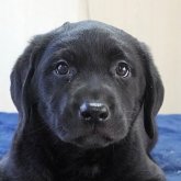 ラブラドールレトリバー