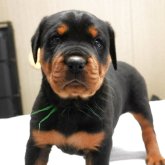 ロットワイラー