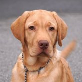 ラブラドールレトリバー