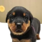 ロットワイラー