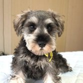 ミニチュアシュナウザー