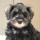 ミニチュアシュナウザー