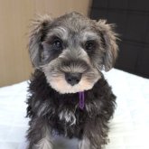 ミニチュアシュナウザー