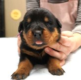 ロットワイラー