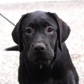 ラブラドールレトリバー