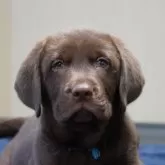 ラブラドールレトリバー【岐阜県・男の子・2024年10月10日・チョコ】の写真1「あおリボンの男の子。正月三が日も、見学対応可能で御座います。」