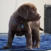 ラブラドールレトリバー【岐阜県・男の子・2024年10月10日・チョコ】の写真8