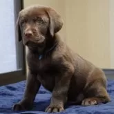 ラブラドールレトリバー【岐阜県・男の子・2024年10月10日・チョコ】の写真10