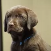 ラブラドールレトリバー【岐阜県・男の子・2024年10月10日・チョコ】の写真11