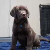 ラブラドールレトリバー【岐阜県・男の子・2024年10月10日・チョコ】の写真7