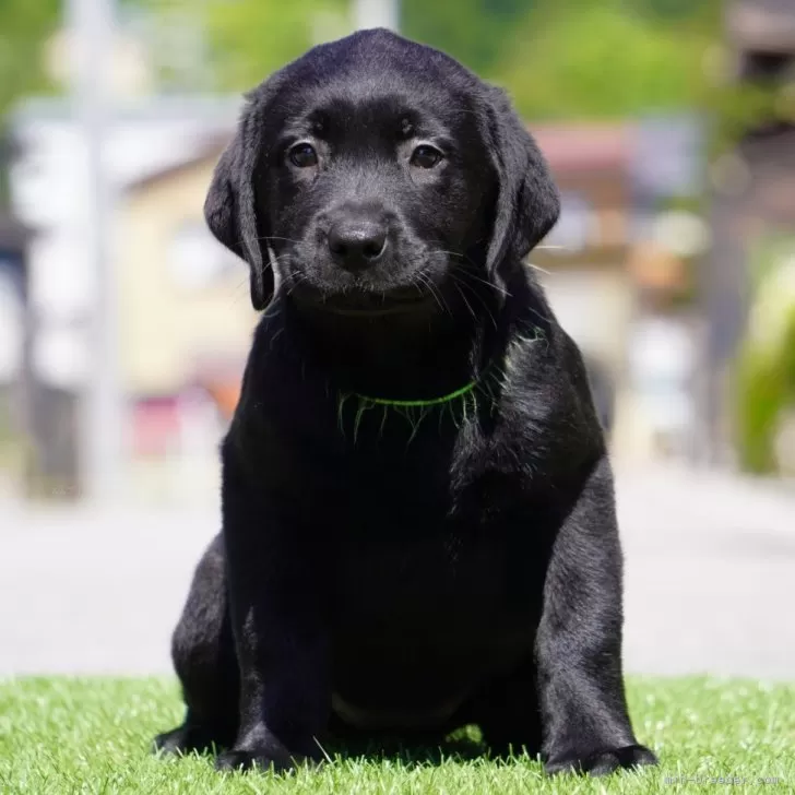 ID：2404-06297の子犬