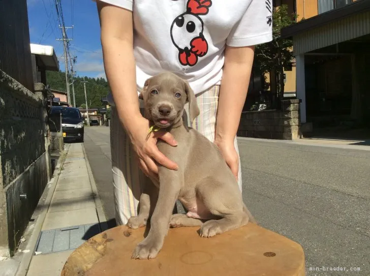 ID：1908-00661の子犬