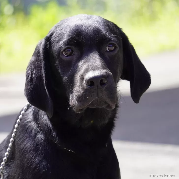 ID:2310-05616の子犬