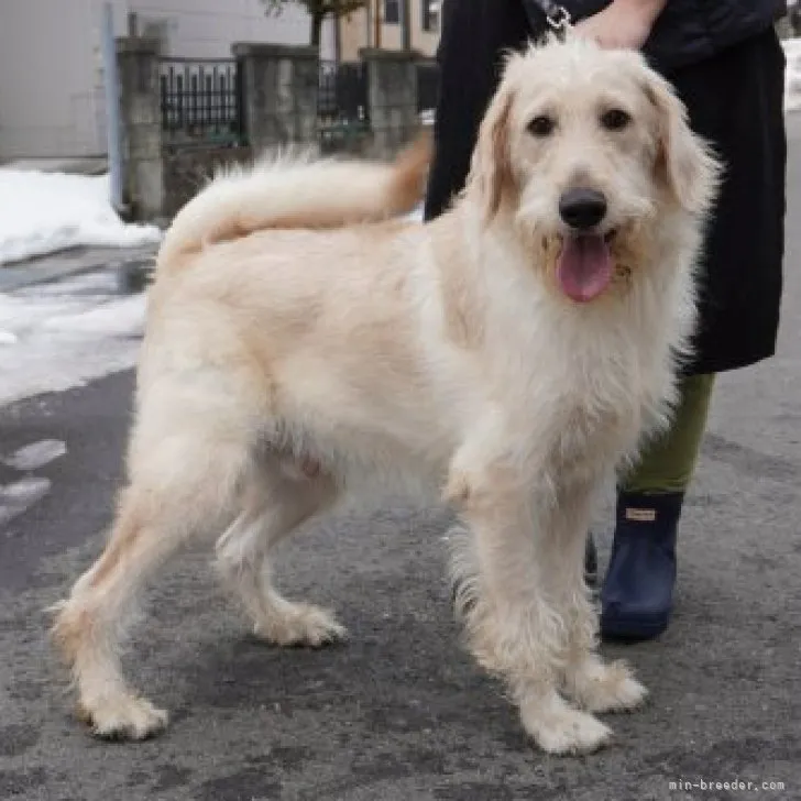 ID:2205-02163の子犬