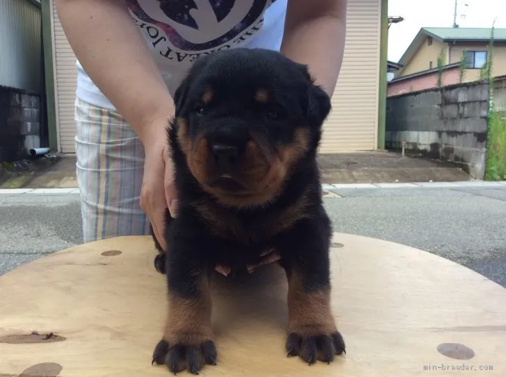 ID：2007-01864の子犬