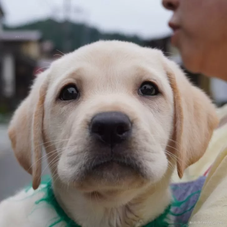 ID:2410-06583の子犬