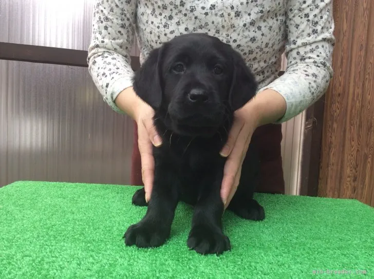 KUU 様のお迎えした子犬