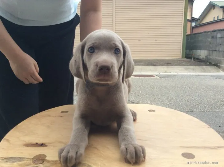 ID：1908-00657の子犬