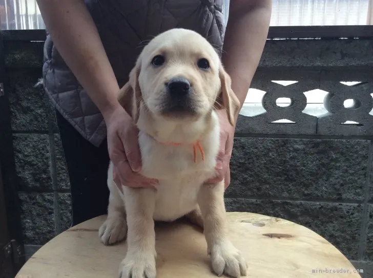 ID:1910-02418の子犬
