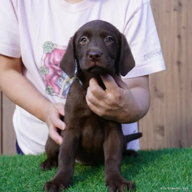 ID:2310-05624の子犬