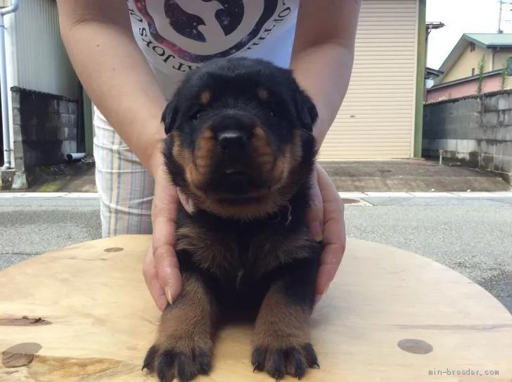 K.H 様のお迎えした子犬