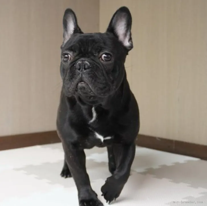 ID：2209-02592の子犬